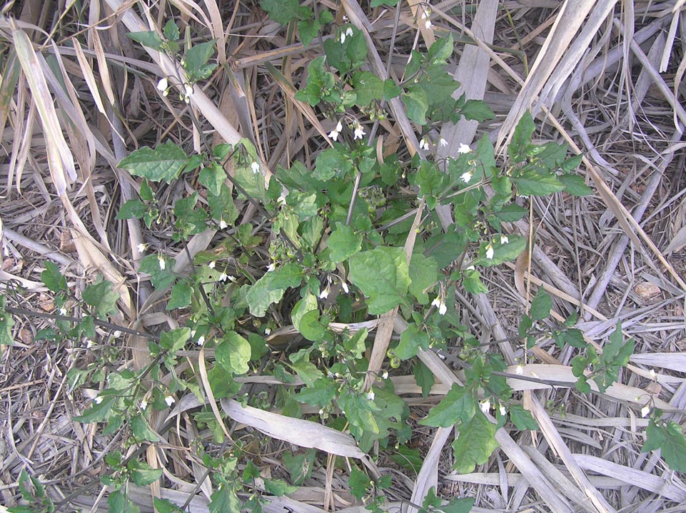 Mercurialis annua, Diplotaxis erucoides e Solanum sp.